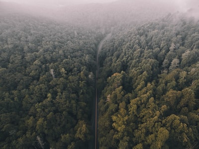 森林航空摄影之间的道路
